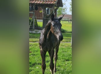 Deutsches Sportpferd, Stute, Fohlen (02/2024), 172 cm, Kann Schimmel werden