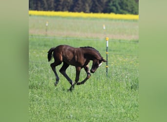 Deutsches Sportpferd, Stute, Fohlen (03/2024), 175 cm, Schwarzbrauner