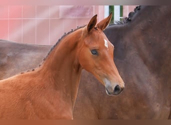 Deutsches Sportpferd, Stute, Fohlen (04/2025), Brauner