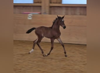 Deutsches Sportpferd, Stute, Fohlen (05/2024), Brauner