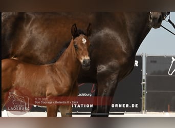 Deutsches Sportpferd, Stute, , Brauner