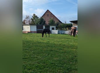 Deutsches Sportpferd, Stute, Fohlen (03/2023), Brauner