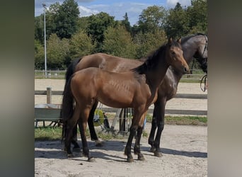 Deutsches Sportpferd, Stute, Fohlen (01/2025), Brauner