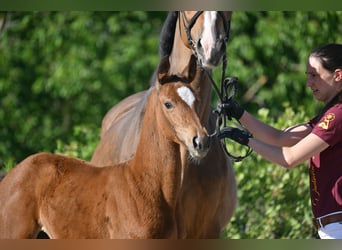 Deutsches Sportpferd, Stute, , Brauner