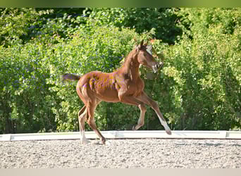 Deutsches Sportpferd, Stute, , Brauner