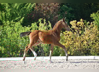 Deutsches Sportpferd, Stute, , Brauner