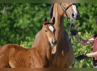 Deutsches Sportpferd, Stute, , Brauner