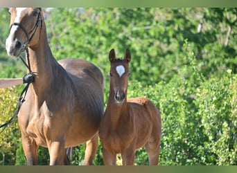 Deutsches Sportpferd, Stute, , Brauner