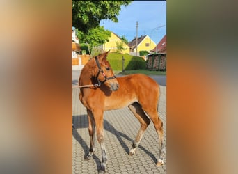Deutsches Sportpferd, Stute, Fohlen (03/2026), Brauner