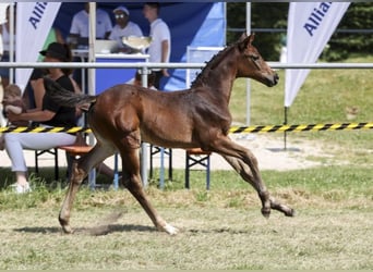 Deutsches Sportpferd, Stute, Fohlen (05/2025), Brauner