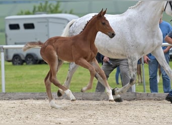 Deutsches Sportpferd, Stute, Fohlen (05/2025), Brauner