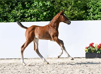 Deutsches Sportpferd, Stute, Fohlen (05/2025), Brauner
