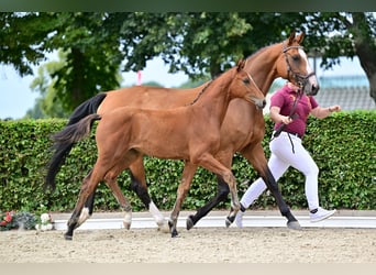 Deutsches Sportpferd, Stute, Fohlen (04/2026), Brauner