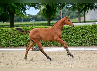 Deutsches Sportpferd, Stute, Fohlen (04/2026), Brauner