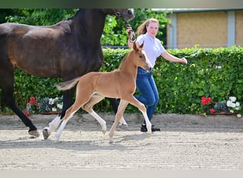 Deutsches Sportpferd, Stute, Fohlen (05/2024), Brauner