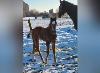 Deutsches Sportpferd, Stute, , Brauner