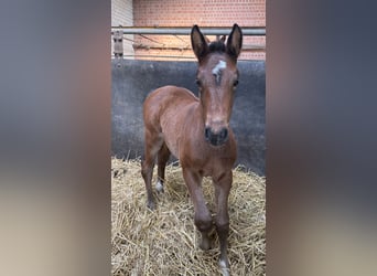 Deutsches Sportpferd, Stute, Fohlen (03/2026), Brauner