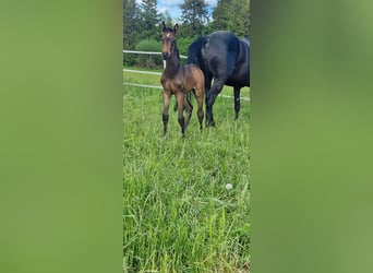 Deutsches Sportpferd, Stute, Fohlen (05/2024), Buckskin