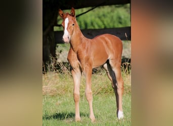 Deutsches Sportpferd, Stute, Fohlen (06/2024)