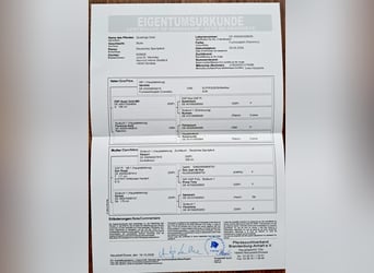 Deutsches Sportpferd, Stute, Fohlen (05/2026)