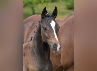 Deutsches Sportpferd, Stute, Fohlen (04/2025), Dunkelbrauner