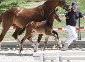 Deutsches Sportpferd, Stute, Fohlen (05/2025), Dunkelbrauner