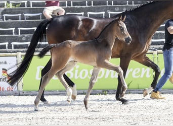 Deutsches Sportpferd, Stute, Fohlen (05/2025), Dunkelbrauner