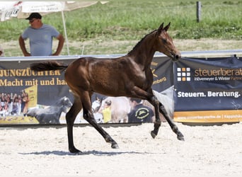 Deutsches Sportpferd, Stute, Fohlen (03/2025), Dunkelbrauner