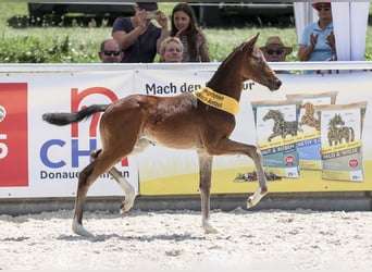 Deutsches Sportpferd, Stute, Fohlen (05/2025), Dunkelbrauner