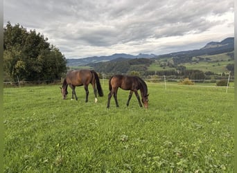 Deutsches Sportpferd, Stute, Fohlen (05/2026), Dunkelbrauner