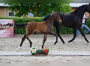 Deutsches Sportpferd, Stute, Fohlen (03/2026), Dunkelbrauner
