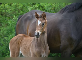 Deutsches Sportpferd, Stute, , Dunkelbrauner
