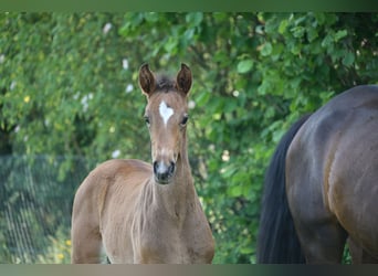 Deutsches Sportpferd, Stute, , Dunkelbrauner