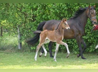 Deutsches Sportpferd, Stute, , Dunkelbrauner