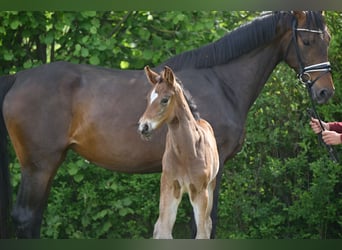 Deutsches Sportpferd, Stute, , Dunkelbrauner