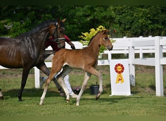 Deutsches Sportpferd, Stute, , Dunkelbrauner