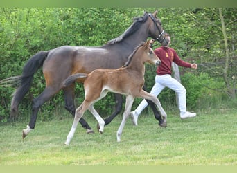 Deutsches Sportpferd, Stute, , Dunkelbrauner
