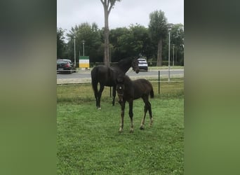 Deutsches Sportpferd, Stute, Fohlen (03/2025), Dunkelbrauner