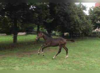 Deutsches Sportpferd, Stute, Fohlen (03/2025), Dunkelbrauner