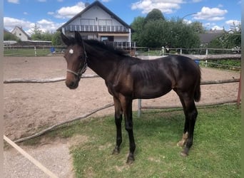 Deutsches Sportpferd, Stute, Fohlen (03/2025), Dunkelbrauner