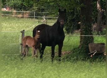 Deutsches Sportpferd, Stute, Fohlen (03/2025), Dunkelbrauner