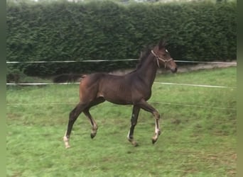 Deutsches Sportpferd, Stute, Fohlen (03/2025), Dunkelbrauner