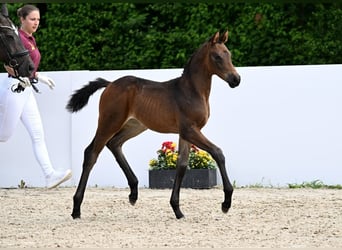 Deutsches Sportpferd, Stute, Fohlen (05/2025), Dunkelbrauner