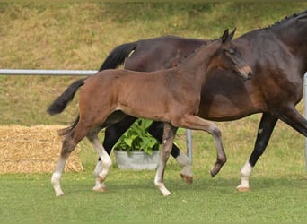 Deutsches Sportpferd, Stute, Fohlen (05/2025), Dunkelbrauner
