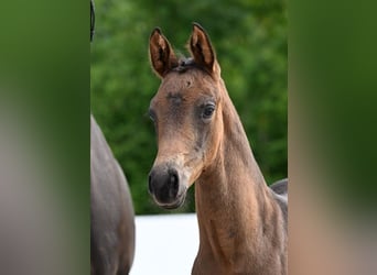 Deutsches Sportpferd, Stute, Fohlen (05/2025), Dunkelbrauner