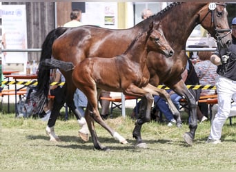 Deutsches Sportpferd, Stute, Fohlen (05/2025), Dunkelbrauner