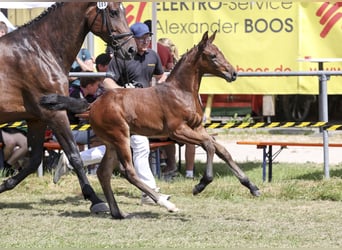 Deutsches Sportpferd, Stute, Fohlen (05/2025), Dunkelbrauner