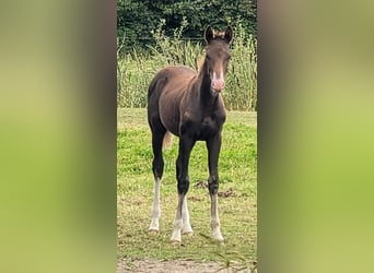Deutsches Sportpferd, Stute, Fohlen (05/2025), Dunkelfuchs
