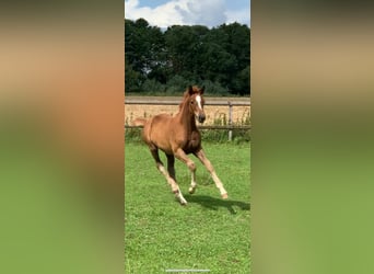 Deutsches Sportpferd, Stute, Fohlen (05/2023), Dunkelfuchs