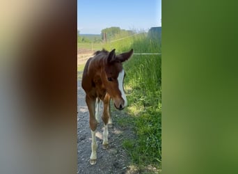 Deutsches Sportpferd, Stute, Fohlen (05/2026), Dunkelfuchs